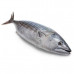 Tuna Fish Big Qatar 1kg
